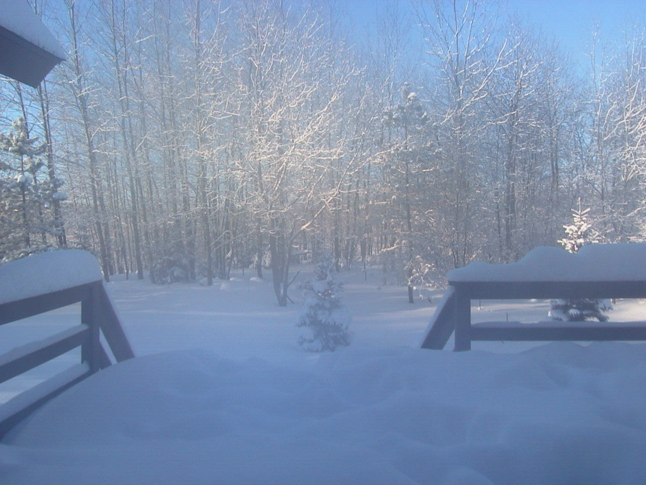 snowbackyard.jpg
